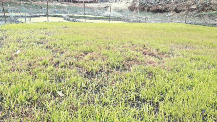 Boro seedlings yellowish.jpg