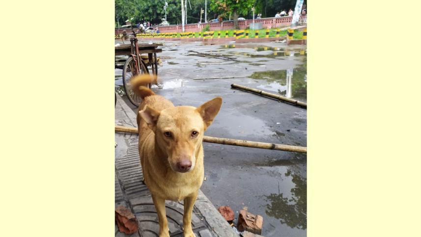 buru-the-dog.jpg