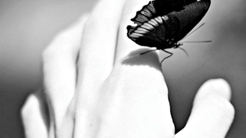 butterflies