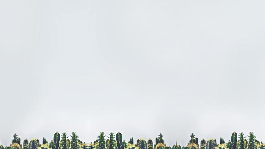 Cacti 2.jpg