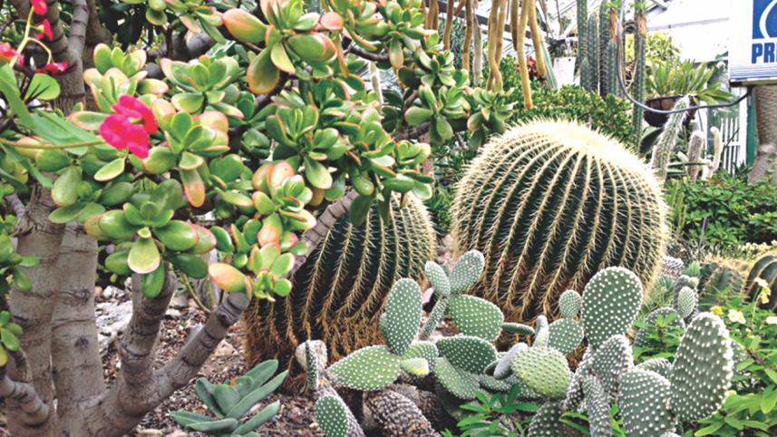 cactus.jpg