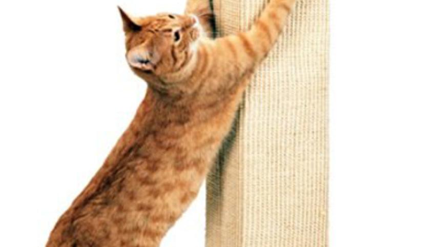 Cat-sratch-post--Amazon.jpg
