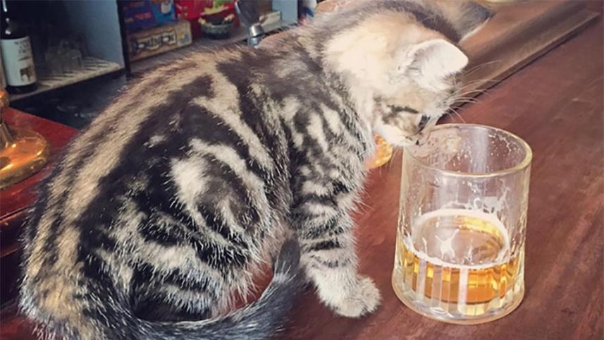 cat.jpg