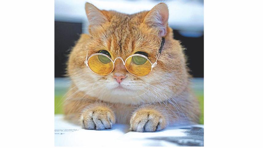 cat.jpg