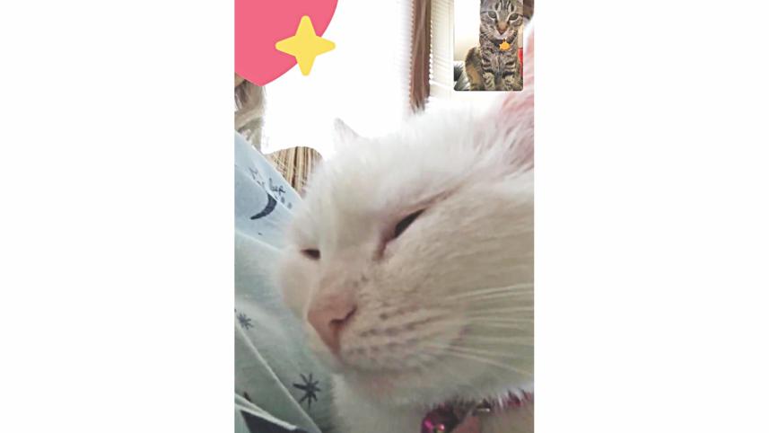 cat.jpg