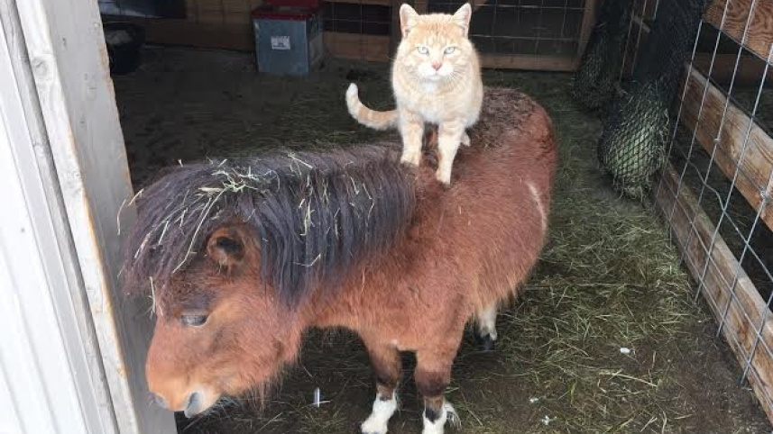 cat.jpg