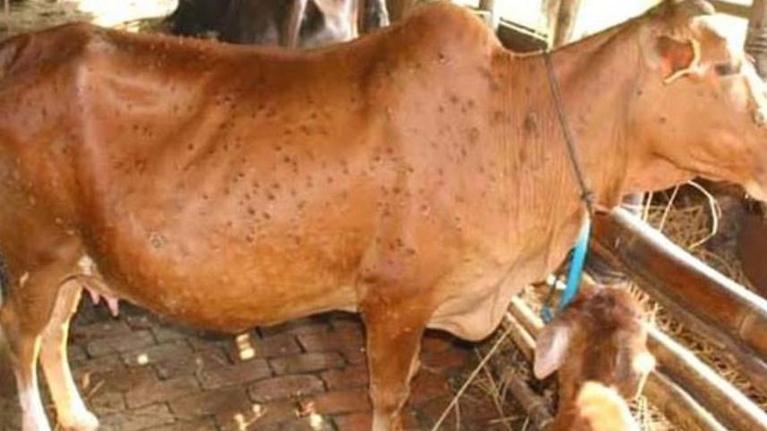cattle-LSD-virus.jpg
