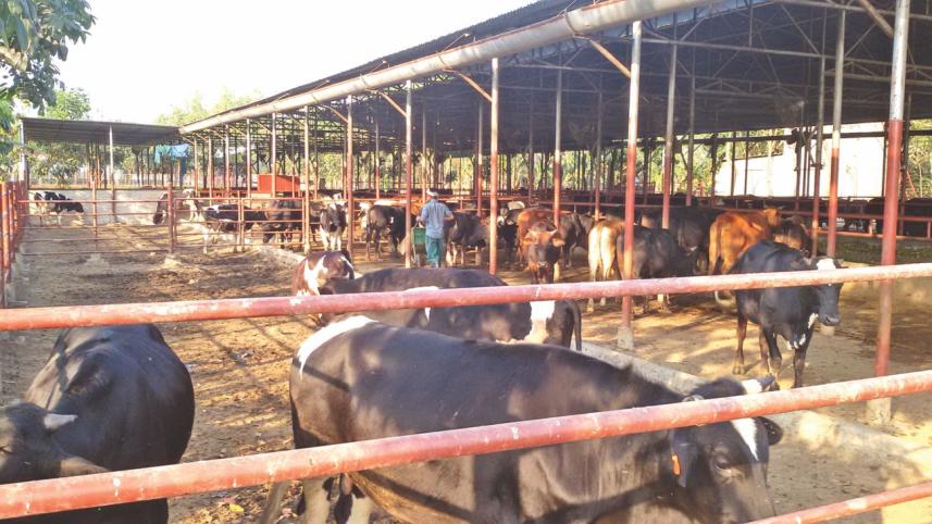 cattle 