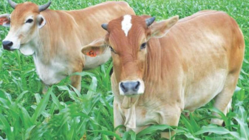 cattle