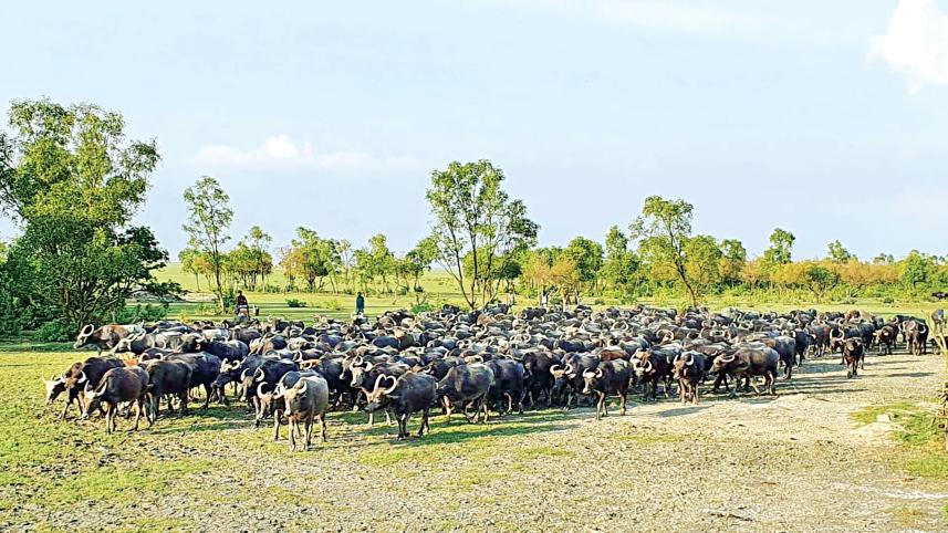 cattle.jpg