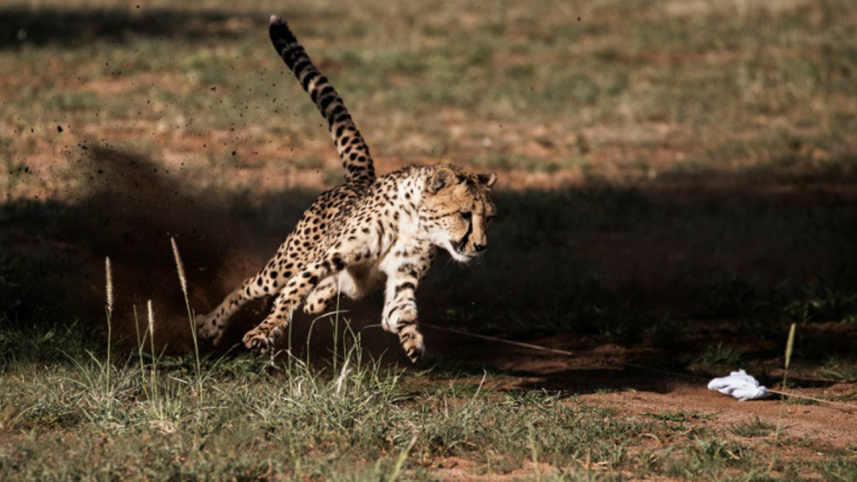A captive cheetah