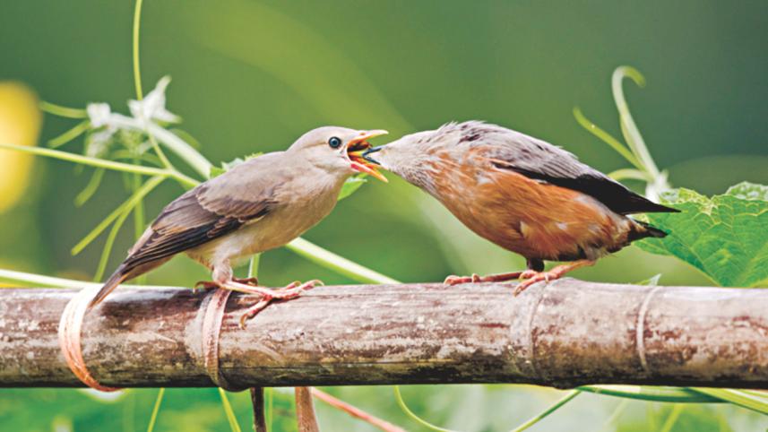 Chestnut-tailed.jpg