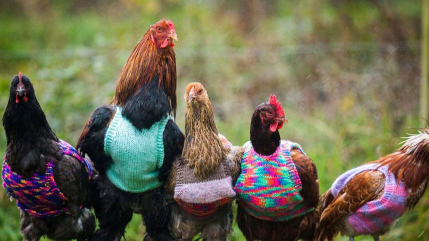 chickens.jpg