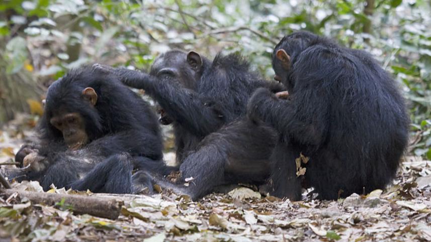 Chimps.jpg
