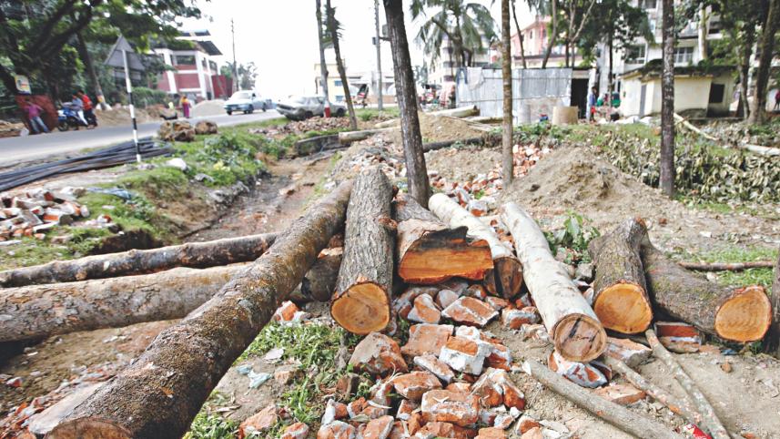 chopped down trees.jpg