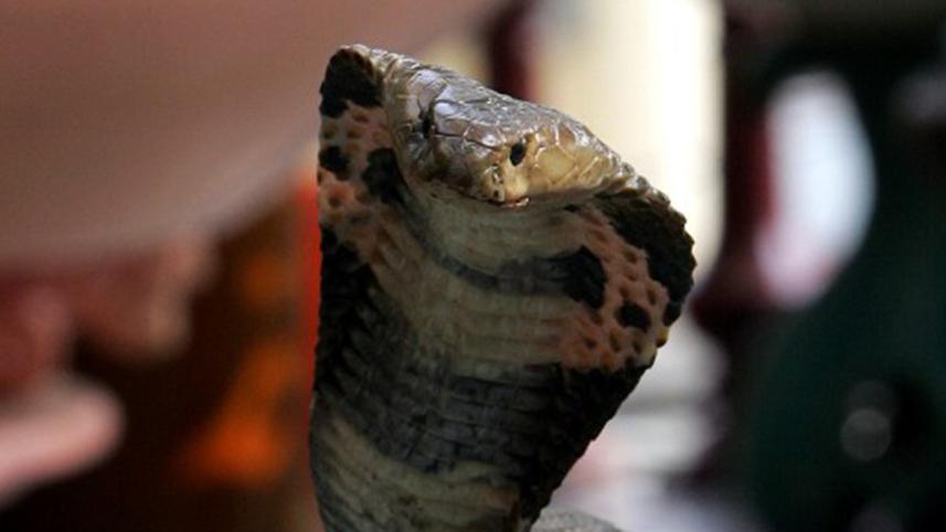cobra-afp2-wb.jpg