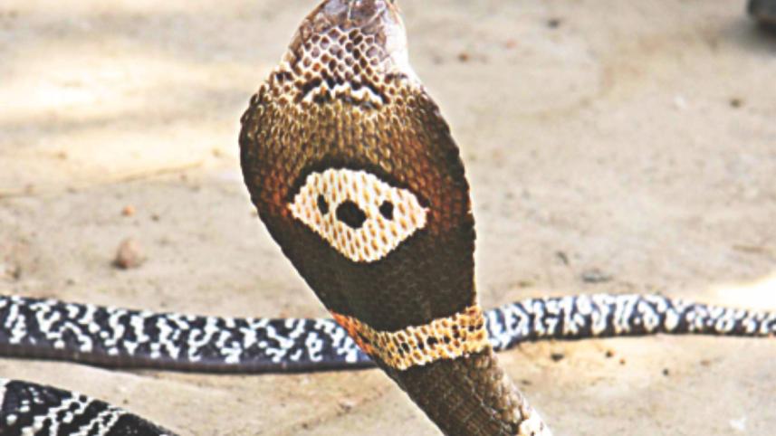 cobras.jpg