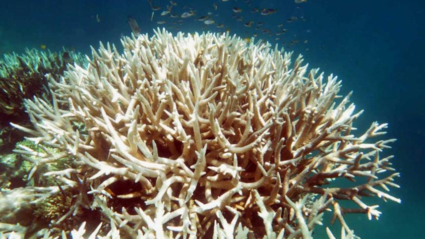 Coral-1WB.jpg