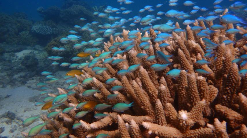 Coral fish,become,stressed,lose weight,separated,shoal,hamper,chance,survival,Australian study,reveal,Scientists,James Cook University,Queensland state,Damselfish