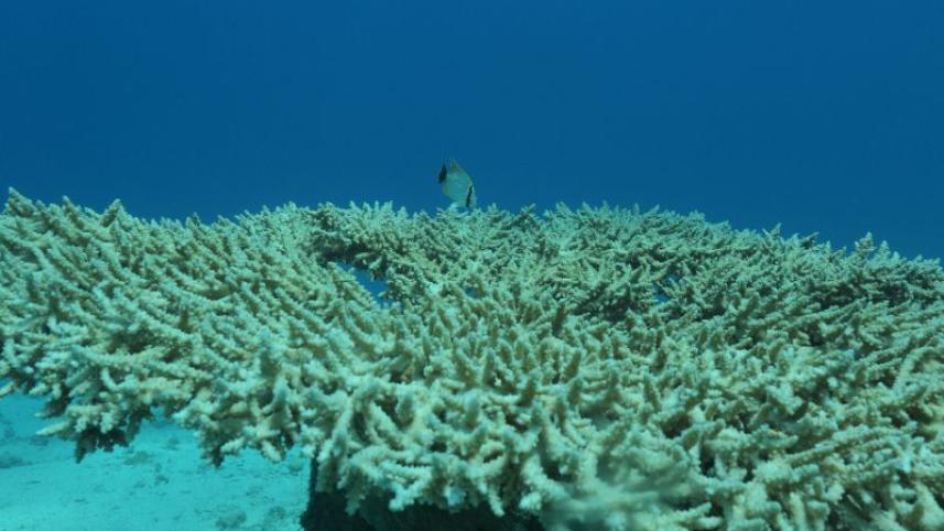 coral reefs