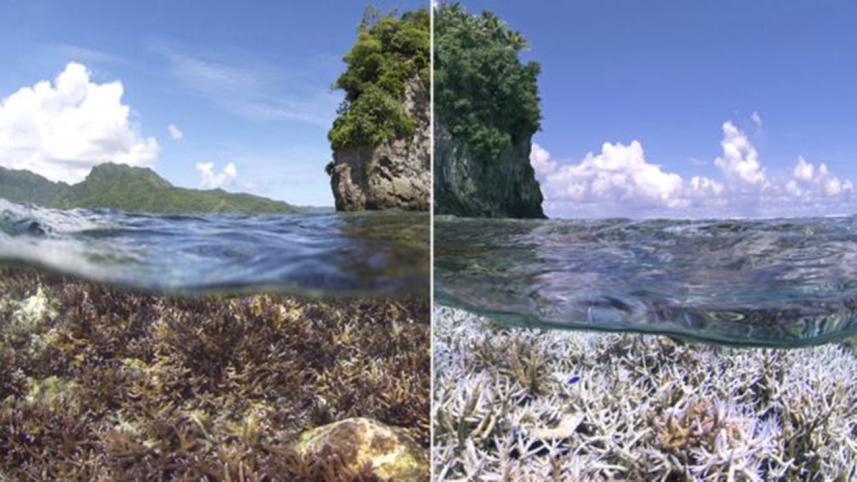corals-1-web.jpg
