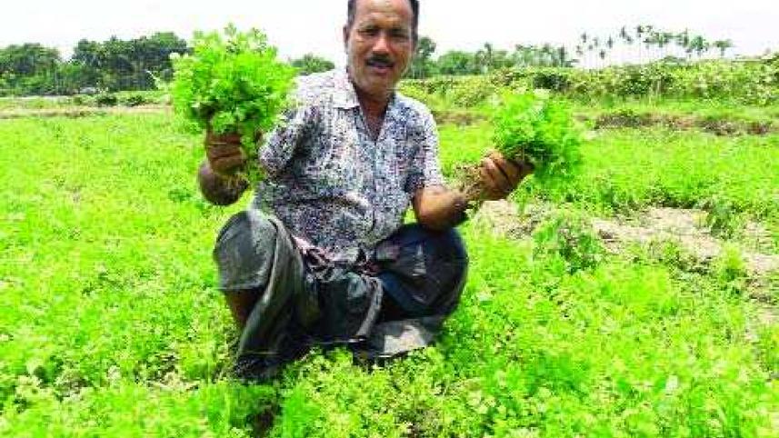 Coriander.jpg