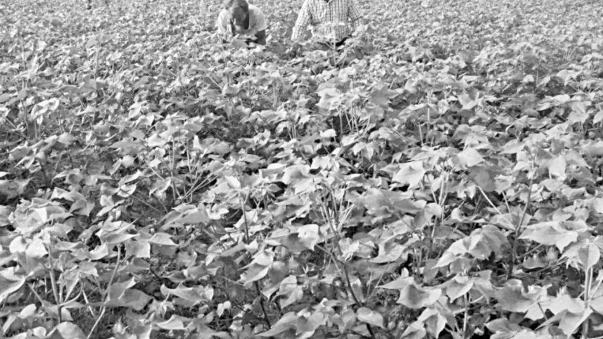 Cotton.jpg