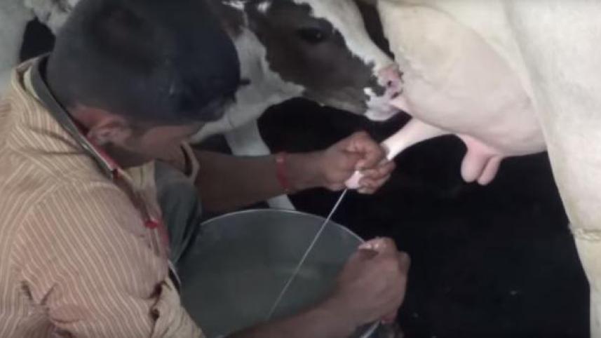 No antibiotics in milk