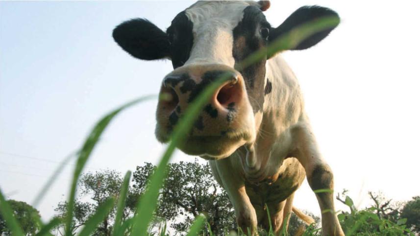 Cow