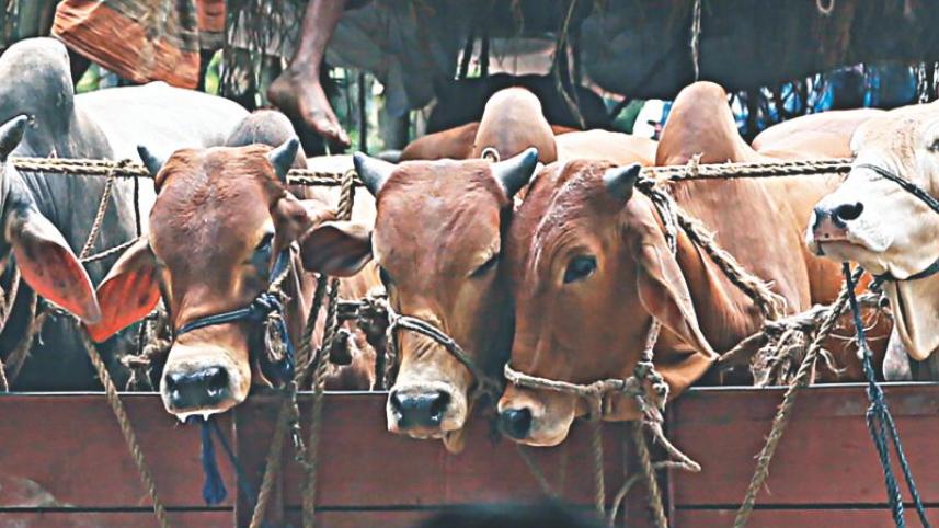 cow1.jpg