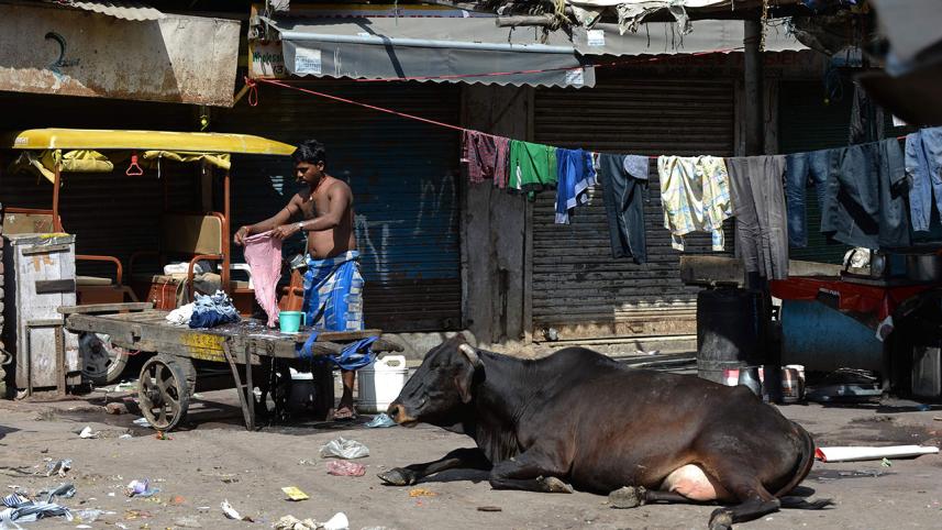 Cow.jpg