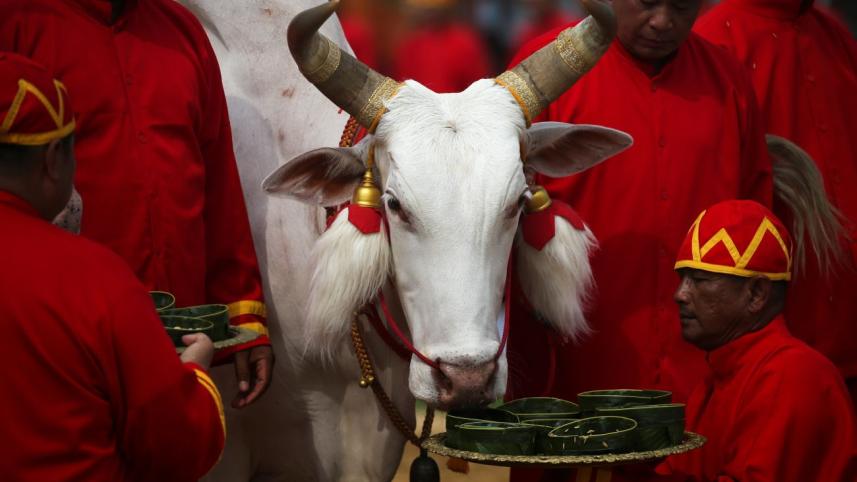 cow.jpg