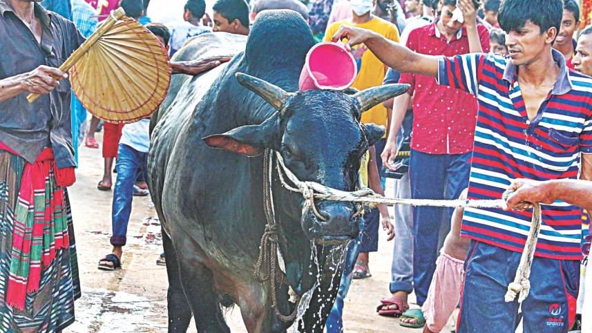 cow.jpg