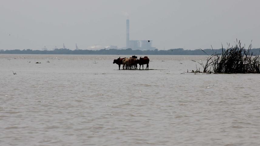 cow.jpg