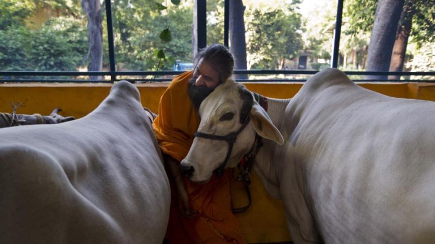 cow.jpg
