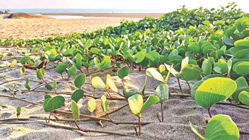 coxbazar-beach-nature.jpg