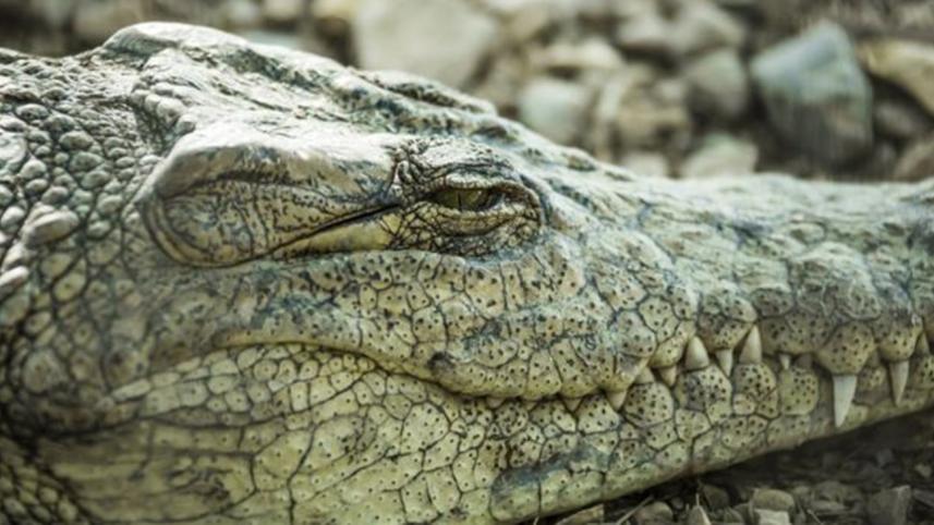 croc-1.jpg