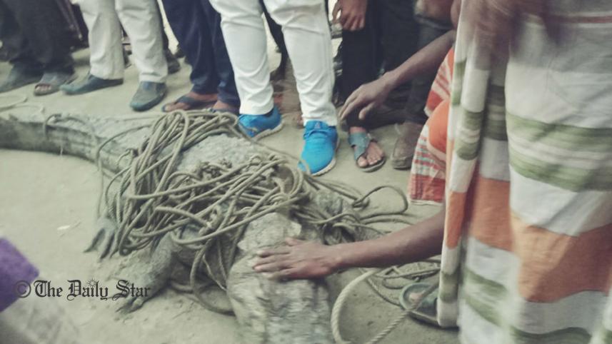 crocodile-web.jpg
