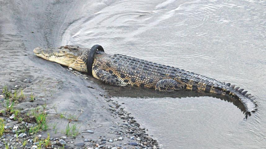 crocodile.jpg