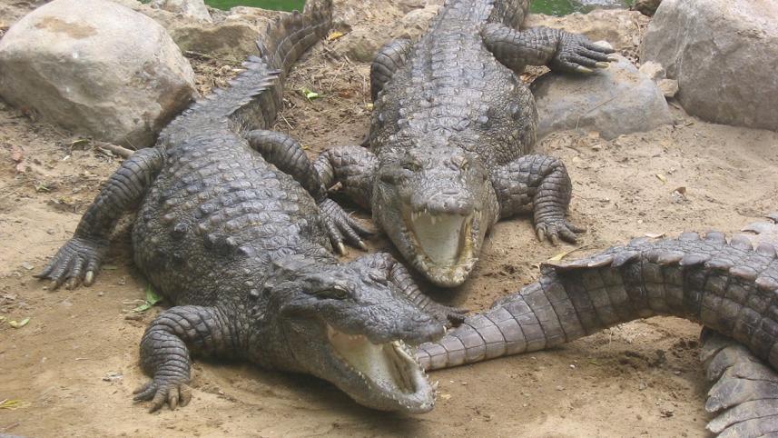 crocs.JPG