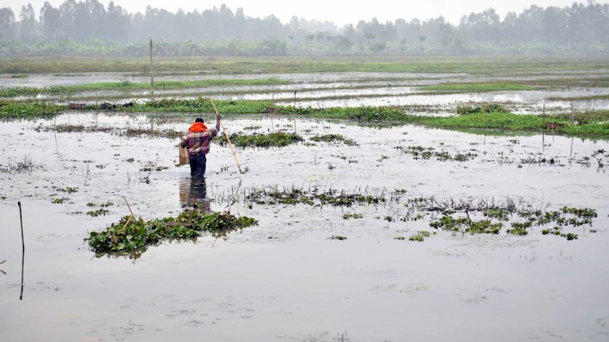cropland waterlogged 1.jpg