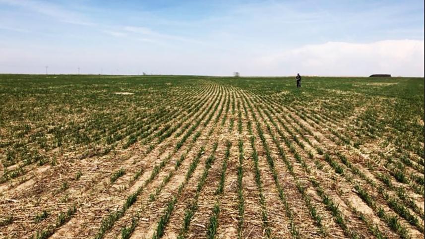 Crops.jpg