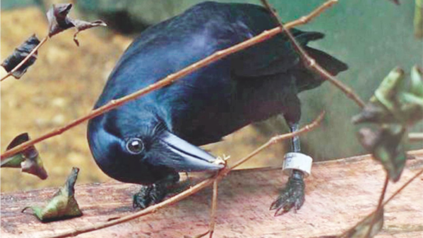 crow