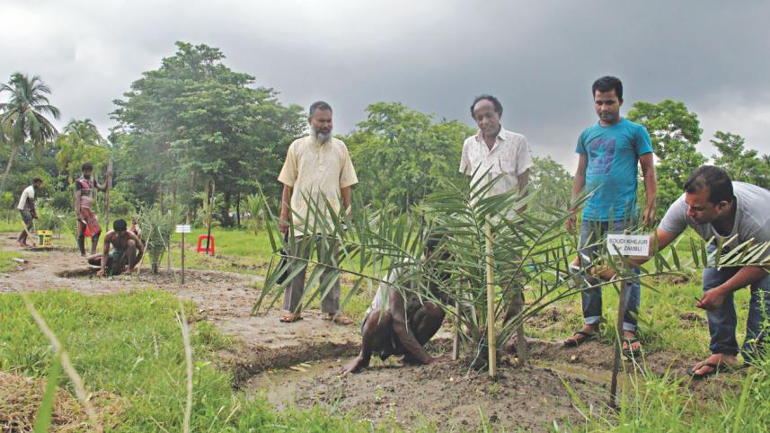 date palm.jpg