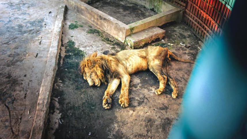 death_camps_for_wildlife_1.jpg