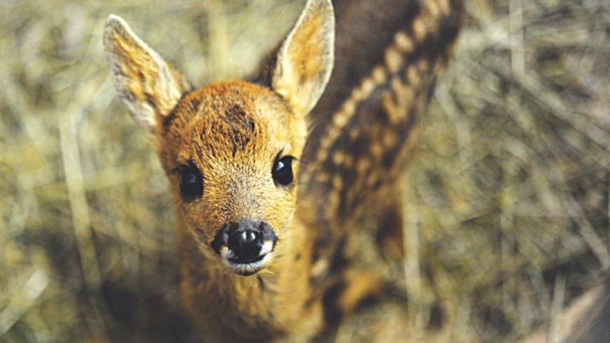 deer.jpg