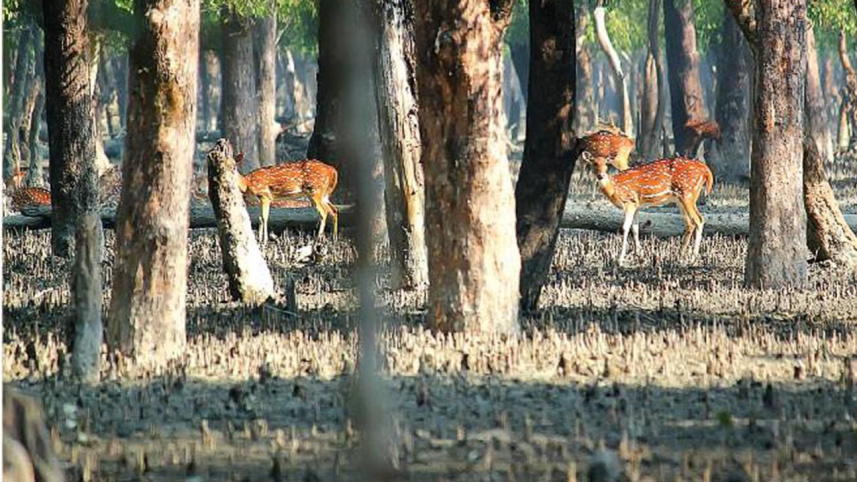 deer.jpg