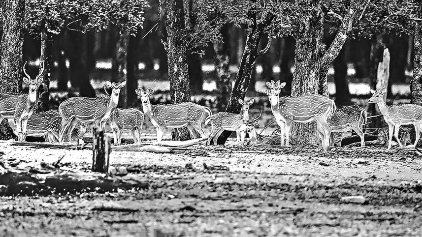 deer.jpg