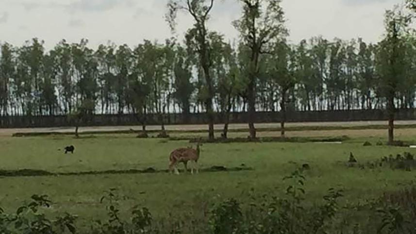Deer web.jpg