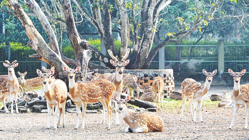 deers.jpg